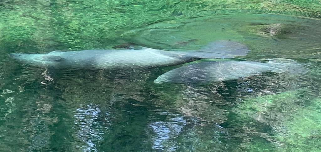 Blue Spring State Park Manatees